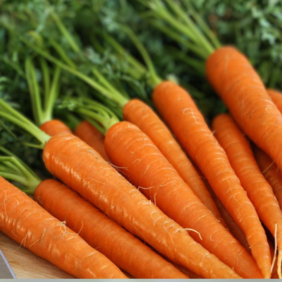 Danvers 126 Carrot Seeds – Heirloom Non-GMO Bulk Pack of 1000+ Seeds for Organic Gardening – Daucus carota