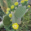 Opuntia Megasperma Var. Orientalis Cactus Plant with Colored Flowers - Galapagos Cactus Succulent