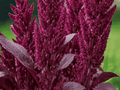 50 Seeds Red Amaranth Amaranthus cruentus Leafy Grain Plant
