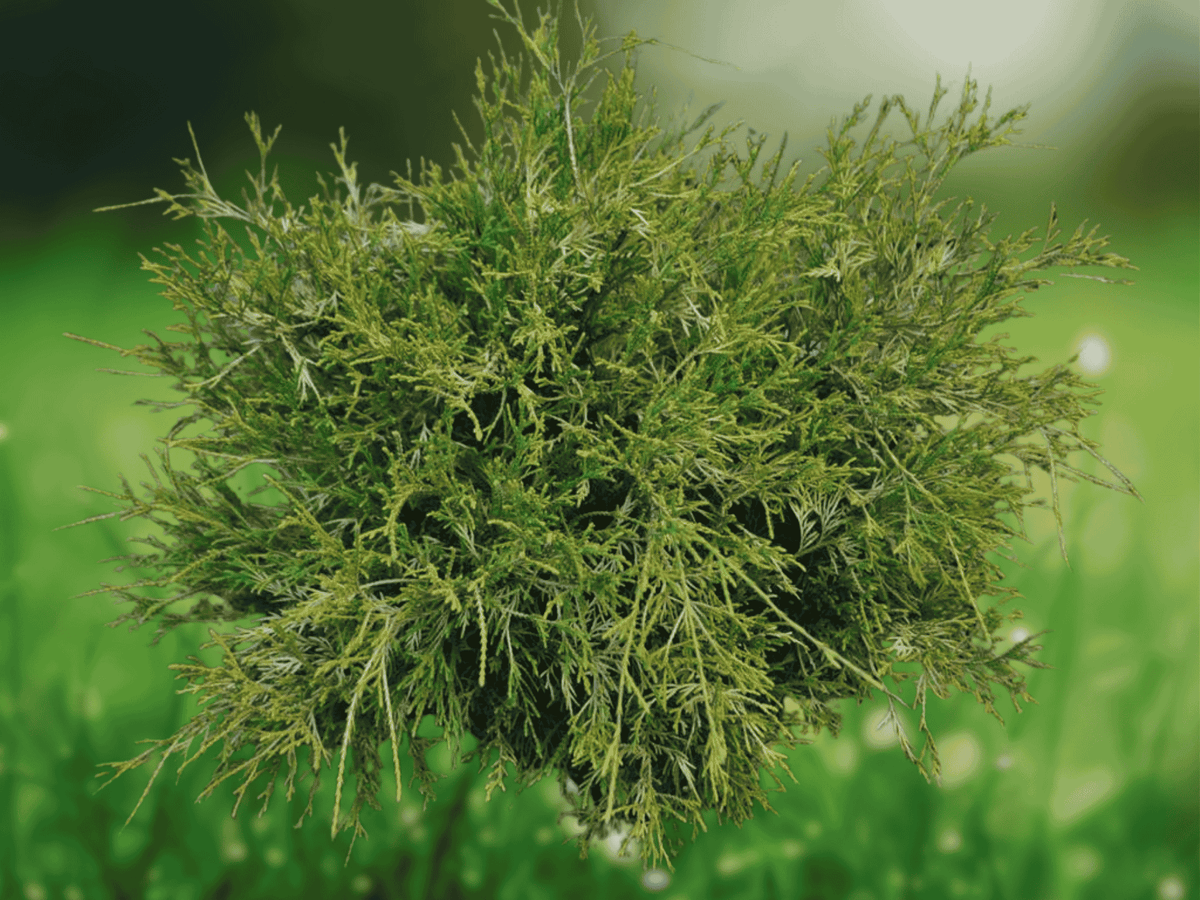 1 Live Plant Gold Mop Weeping Threadleaf Cypress Starter Plant