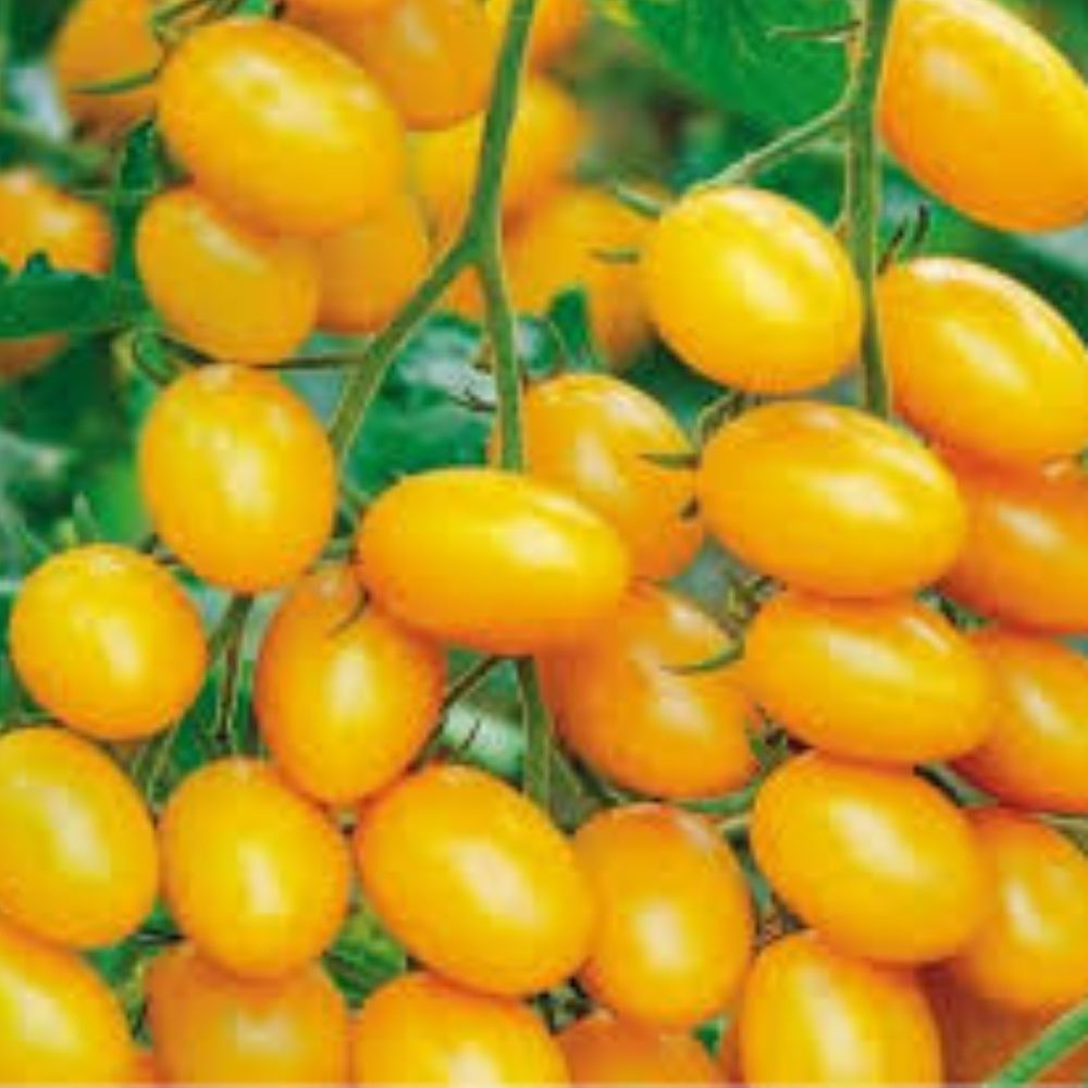 Sweet Lemon Tomato Seeds 100 Organic Heirloom Variety USA Grown Home Garden Solanum lycopersicum