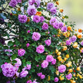 Lavender Purple Heirloom Hybrid Tea Rose Bush – Fragrant Garden Plant – Rosa hybrid