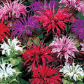 Bee Balm Flower Seeds - 50 Mixed Color Monarda Didyma - Heirloom Pollinator-Friendly Seeds for Gardens and Attracting Bees
