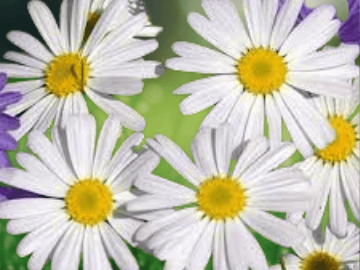 10 Seeds Swan River Daisy Brachyscome iberidifolia Annual Flower