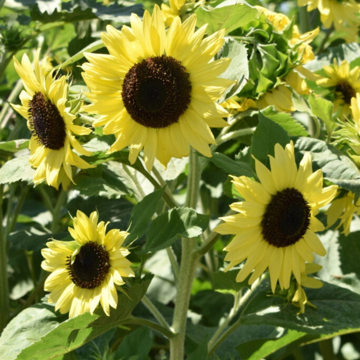 Sunflower Seeds 500 Count Lemon Queen Variety Large Colorful Blooms Helianthus annuus Garden Planting