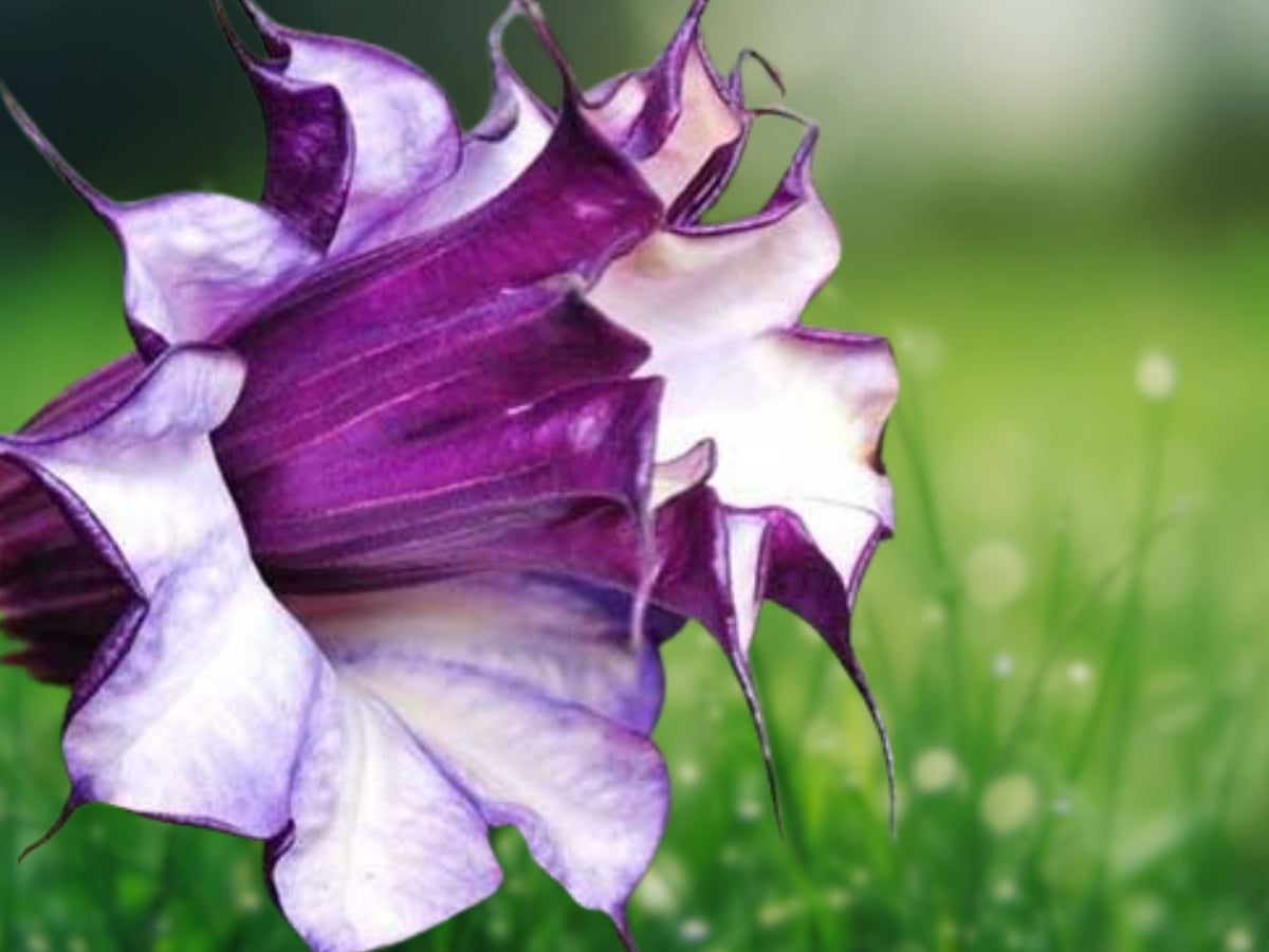 10 Seeds Brugmansia Hybrid Double Purple Angel Trumpet Fragrant Deep Violet Blooms Easy Grow Patio Garden Tree Tropical Plant