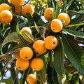Loquat Tree 12" Early Red Variety Rooted Eriobotrya japonica Fruit Tree