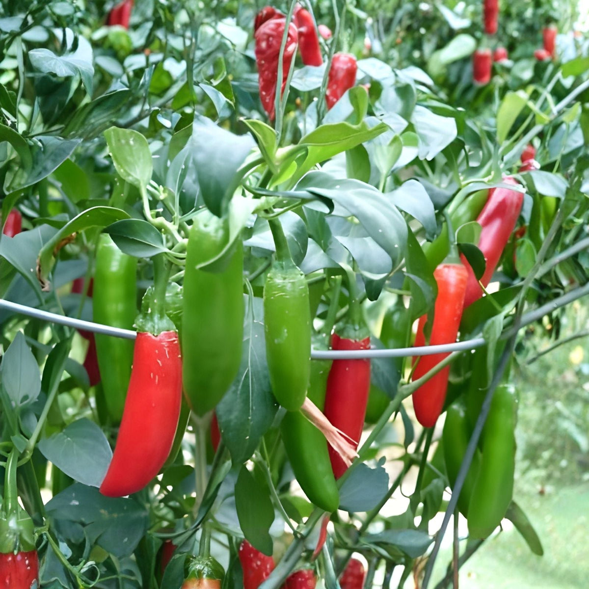 Tendergreen Bush Bean Seeds, Heirloom Variety, Healthy & Great Tasting, Phaseolus vulgaris, Pack of 20+ Seeds