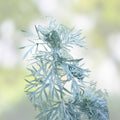Absinthe Plant Seeds 100 Count, Common Wormwood, Artemisia Absinthium, Herb Gardening, Perennial Plant, Culinary & Medicinal Use