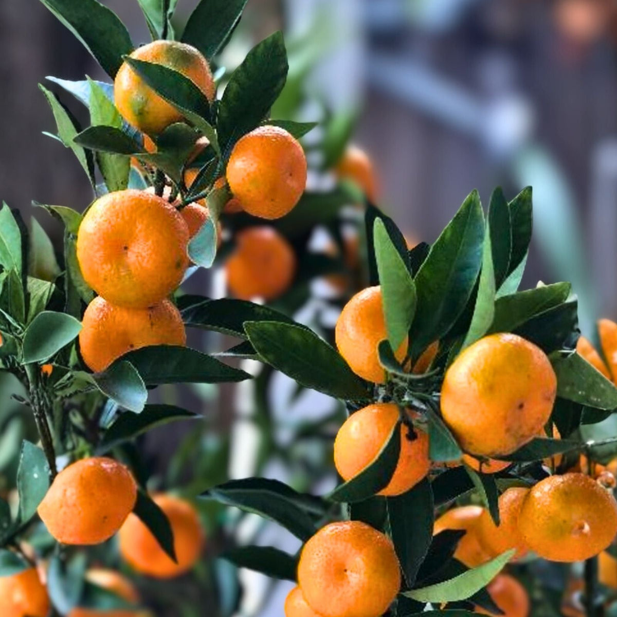 Kishu Seedless Mandarin Tree 2-3 Ft Citrus reticulata - Fruiting Citrus Plant for Home Garden