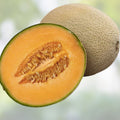 Ambrosia Cantaloupe Melon Seeds 10 Pack Heirloom Sweet Flavor Cucumis melo Fruit Seeds