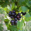Muscadine Grape Plant Starter - 10 Southern Home Vines, Edible Fruit, Cold Hardy, Vitis spp, Deep Purple-Black Skin