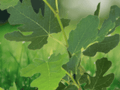 1 Live Plant Chicago Hardy Fig Starter Plug Ficus carica Edible Fruit Tree