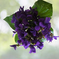 Purple Wild Violet Rhizomes 60+ Organic Bareroot Viola Perennial Edible Plant
