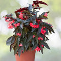 Begonia Plant 3g Pot Angel Wing Red - Begonia 'Angel Wing' Eva Kenworthy Gray Indoor Flowering Houseplant