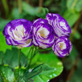 Lisianthus Seeds 100 Non-GMO Heirloom Flower Seeds Garden Bloom Variety Eustoma grandiflorum