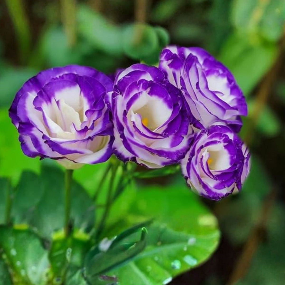 Lisianthus Seeds 100 Non-GMO Heirloom Flower Seeds Garden Bloom Variety Eustoma grandiflorum