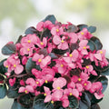 Live Pink Begonias Plant – Easy Care with Stunning Pink Blooms – Begonia spp.