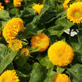 Organic Sunflower Seeds 2 oz Non-GMO Edible Planting Seeds for Garden Helianthus annuus