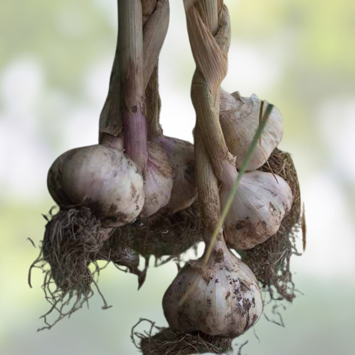 Fresh California Softneck Garlic 6 Bulbs Allium sativum for Planting and Growing
