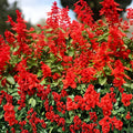 Red Sage Plant 4" Pot - Salvia Splendens, Scarlet Sage - Live Perennial Houseplant for Indoor/Outdoor Garden