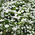 Potted Vinca Plant 4.5 in Bright White Flowers Madagascar Periwinkle Catharanthus roseus for Indoor Outdoor Garden Decor