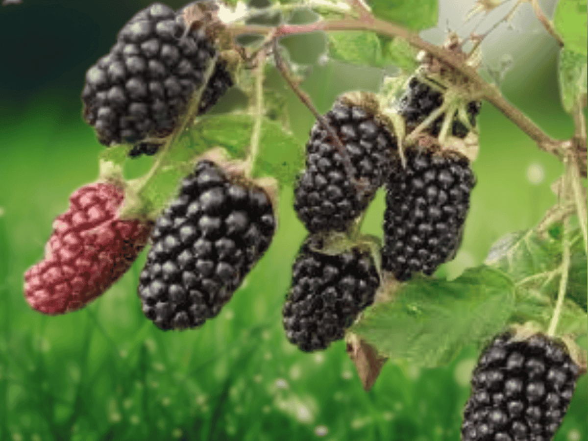 1 Caddo Blackberry Live Plant Starter Plug Rubus Fruit Bearing