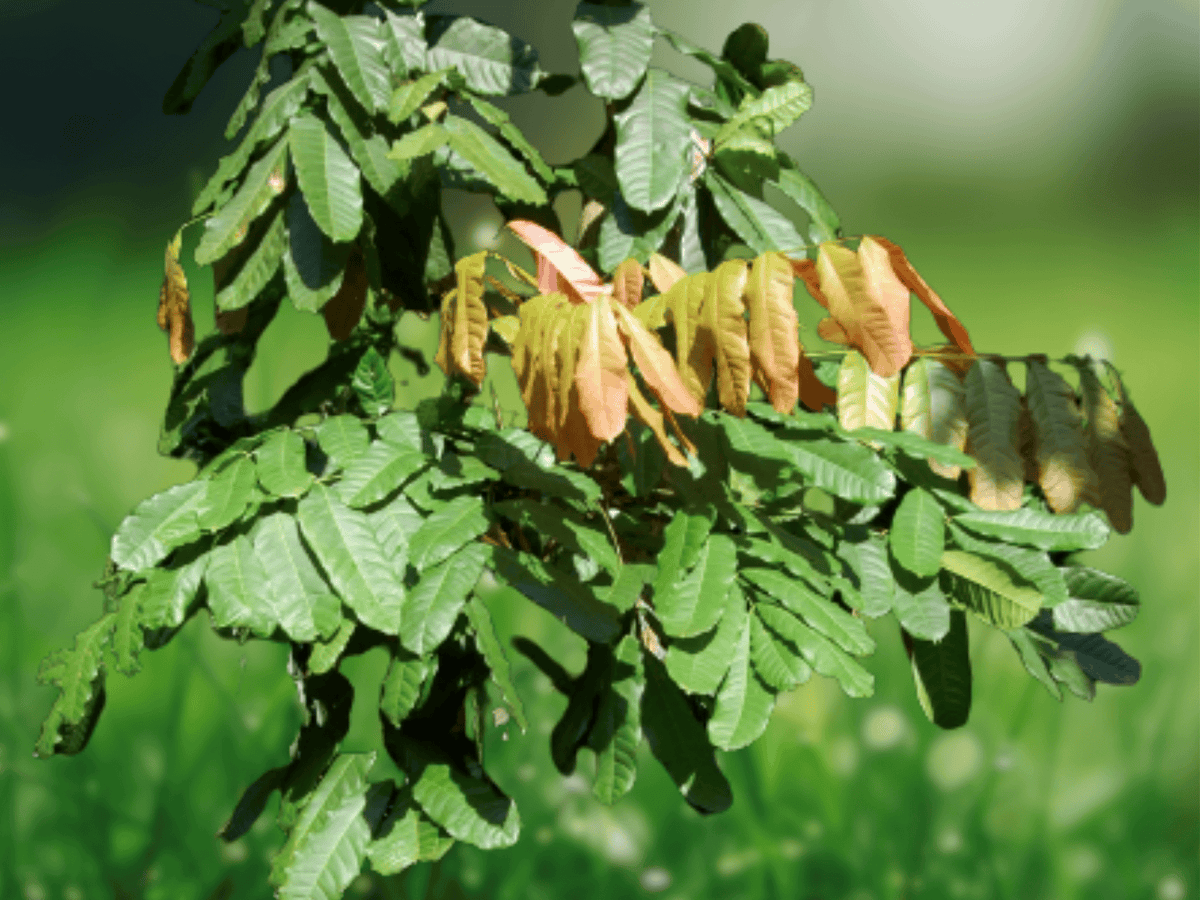 5 Seeds Schleichera oleosa Ceylon Oak Tree Tropical Ornamental Shade Tree