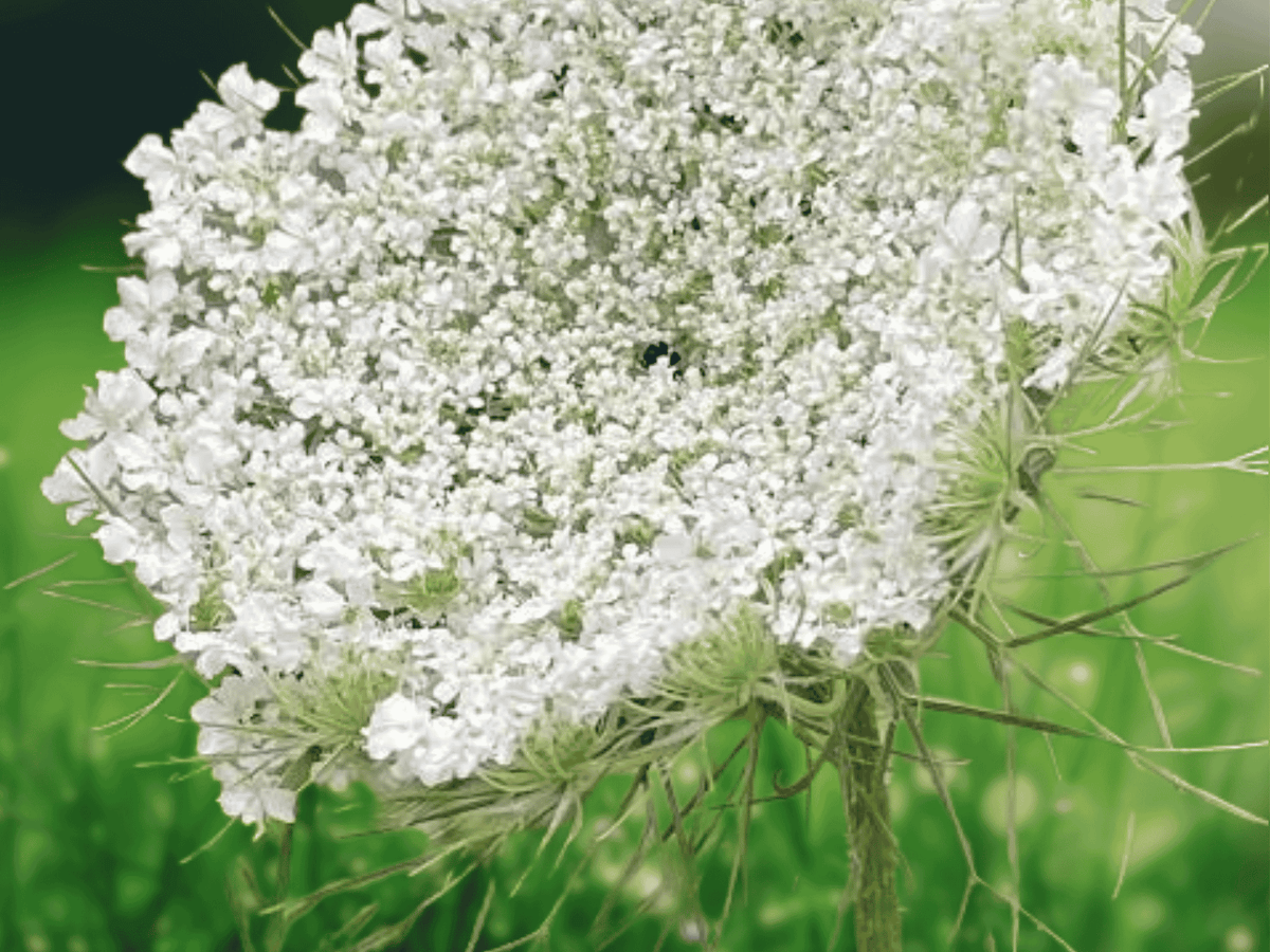 5 Bare Root Plants Queen Anne's Lace Daucus Carota Perennial Wildflower