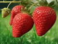 25 Live Plants Allstar Junebearing Strawberry Plant Lot of 25