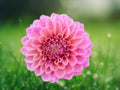 25 Seeds Dahlia Pinnata 'Daisy Duke' Pink White Blooms Perennial Ornamental Flowering Plant