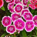 Dianthus Seeds Bulk 500+ Ann Boyden Carnation Flower Seeds Annual Garden Planting Dianthus caryophyllus