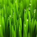 Cat Grass Seeds 5 Pounds – Nutritious Pet Treat for Planting – Dactylis glomerata, Organic Cat Grass Seed Mix
