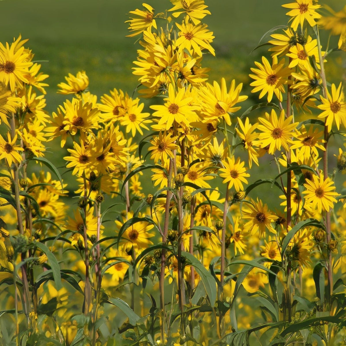 Maximilian Sunflower Seeds - 1,000+ Seeds - Attracts Bees and Butterflies - Helianthus maximiliani