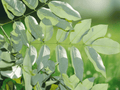 40 Seeds Sophora japonica Japanese Pagoda Tree Chinese Scholar Tree