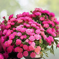 Ayslee Pink Mum Seeds 200+ Chrysanthemum Flower Seeds Annual Pink Blooms Garden Flowers Chrysanthemum indicum