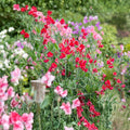 Sweet Pea Seeds 35+ Pack Non-GMO Annual Flower Garden Variety Lathyrus odoratus for Home Gardening