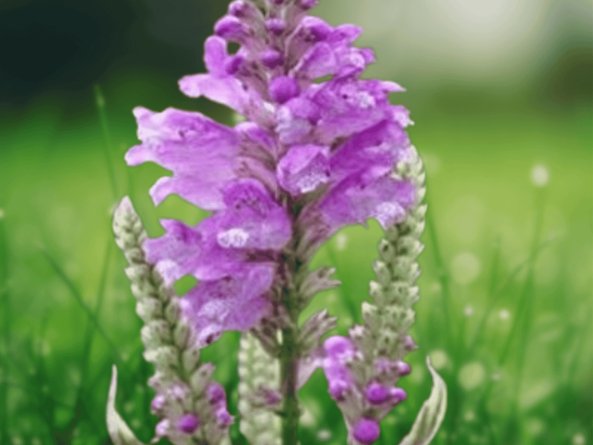 5 Seeds Physostegia virginiana Rose Queen Pink Obedient Plant Perennial Flower