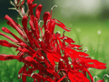 3 Bare Root Cardinal Flower Plants Lobelia cardinalis Red Wildflower Hummingbird Favorite
