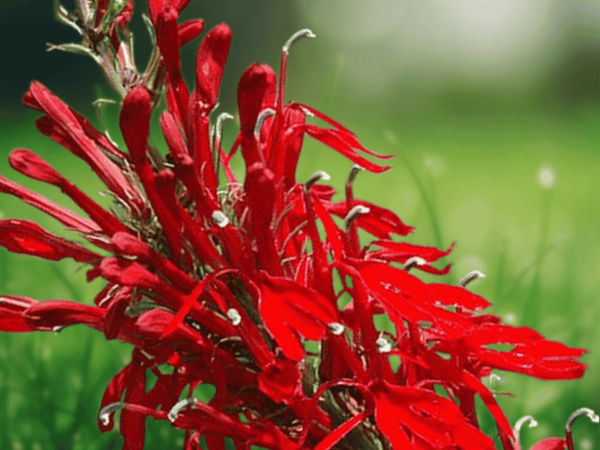 3 Bare Root Cardinal Flower Plants Lobelia cardinalis Red Wildflower Hummingbird Favorite