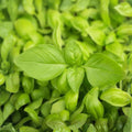 Lemon Basil Seeds - 100 Count Non-GMO Herb Seeds - Culinary Basil (Ocimum basilicum) - Fresh Lemon Flavor