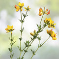 Birds Foot Seeds 500 Count – Lotus Corniculatus, Exotic Fast Growing Wildflower Seeds, Native Plant for Pollinators, Ships from USA