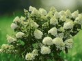 3 Starter Plug Limelight Hydrangea Hydrangea paniculata Live Plant