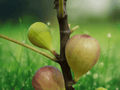 10 Plant Plugs Magnolia Fig Tree Ficus carica Starter Plants