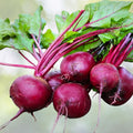 Ruby Queen Beet Seeds - 25+ Heirloom Non-GMO Dark Red Sweet Beet Seeds - Beta vulgaris, Organic Vegetable Seeds