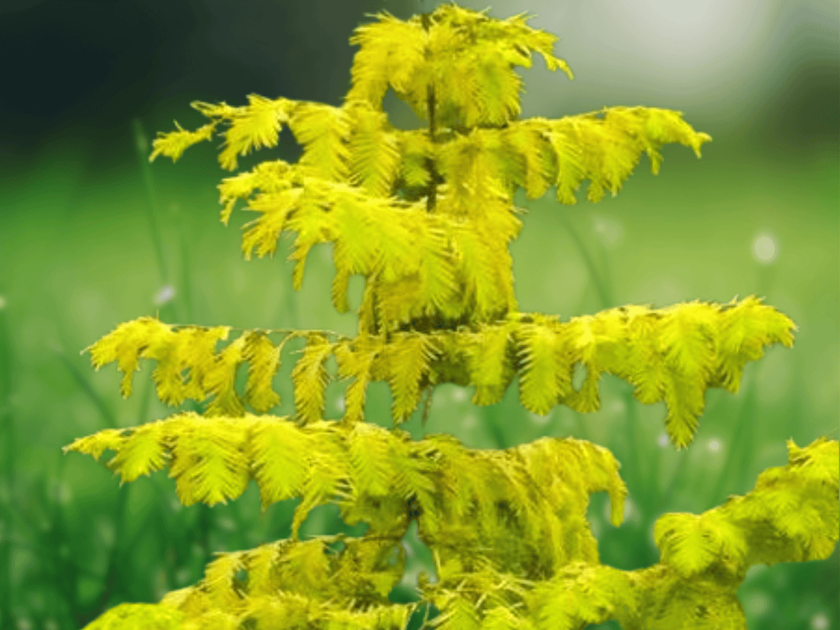10 Seeds Golden Dawn Redwood Metasequoia Gold Rush Deciduous Conifer Tree
