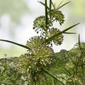 Tall Green Milkweed Seeds 50 Pack - Asclepias hirtella Native Pollinator Plant for Gardens