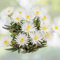 Ice Plant Cuttings 5x6" Yellow & White Succulents, Delosperma, Fresh, No Roots, No Soil, No Pots
