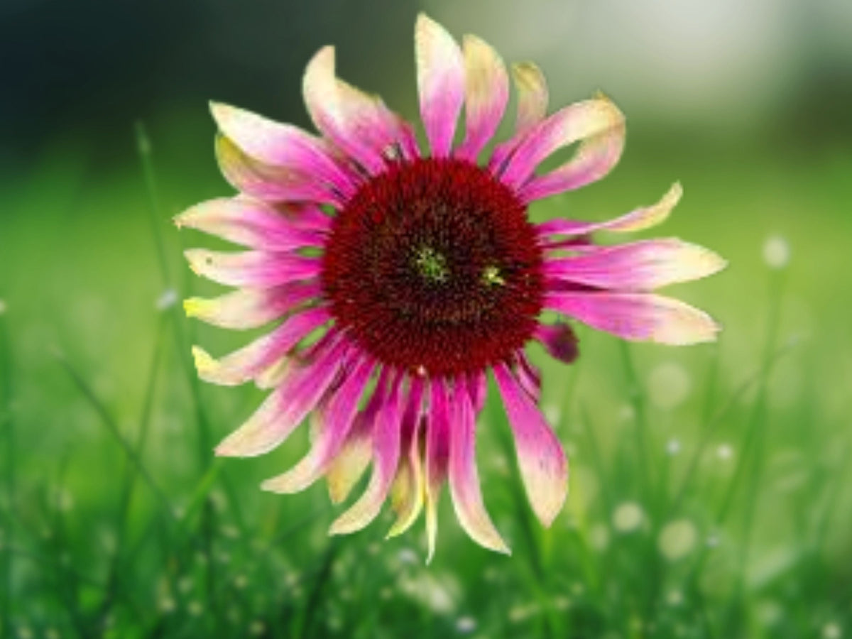 50 Seeds Green Twist Coneflower Echinacea Perennial Green White Blooms Hardy Pollinator Easy Grow Drought Tolerant