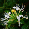 Japanese Honeysuckle Vines - 10 Live Rooted Plants - Fragrant Heirloom Variety - Lonicera japonica